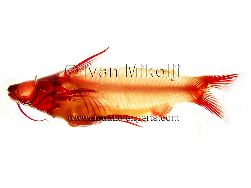 strange freshwater catfish